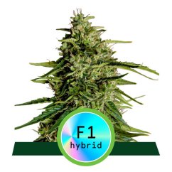 Milky Way F1 - automatycznie kwitnące nasiona marihuany 5 sztuk, Royal Queen Seeds
