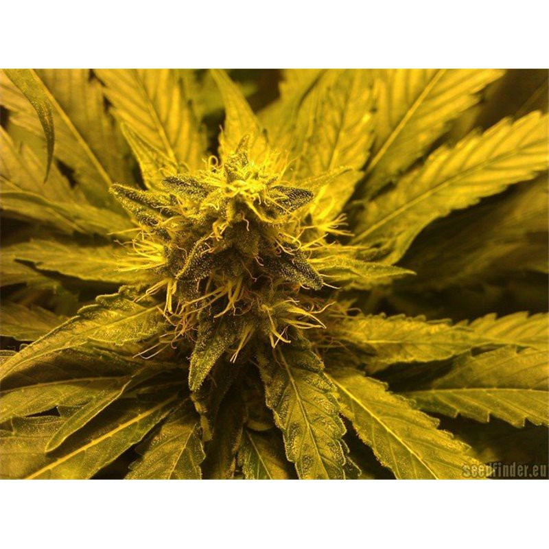 Honey Cream (Fast Flowering) - feminizovaná semínka 5ks Royal Queen Seeds