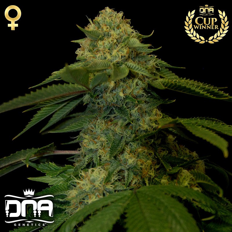 Holy Grail Kush - 3 ks feminizovaných semínek DNA Genetics