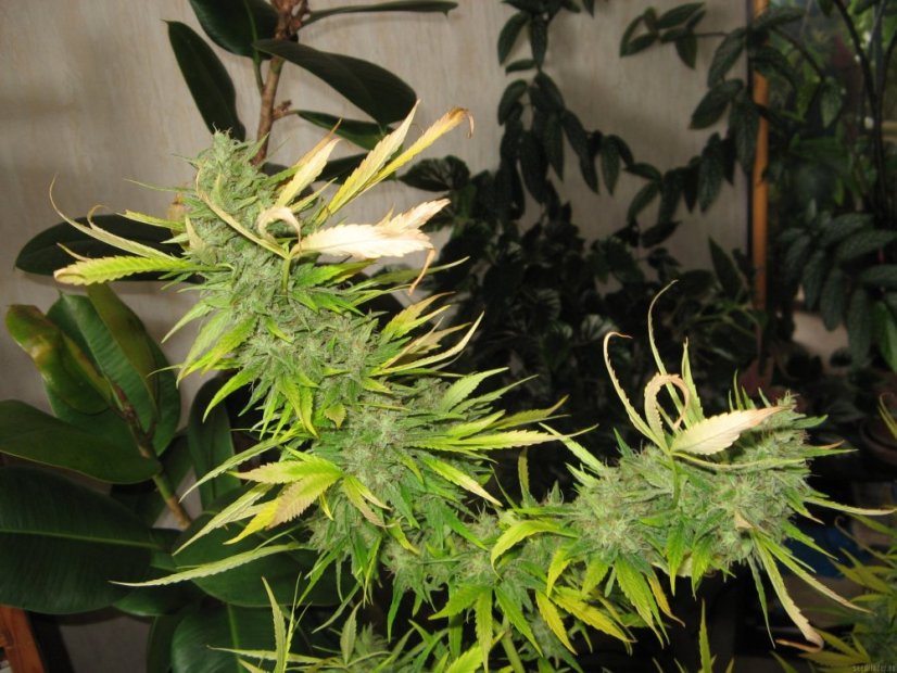 Psicodelicia - Feminisierte Samen 5ks Sweet Seeds