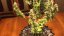 Auto Silver Bullet Nasiona autoflowering 5ks Ministry of Cannabis