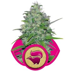 Skunk XL - feminizowane nasiona 5 szt. Royal Queen Seeds