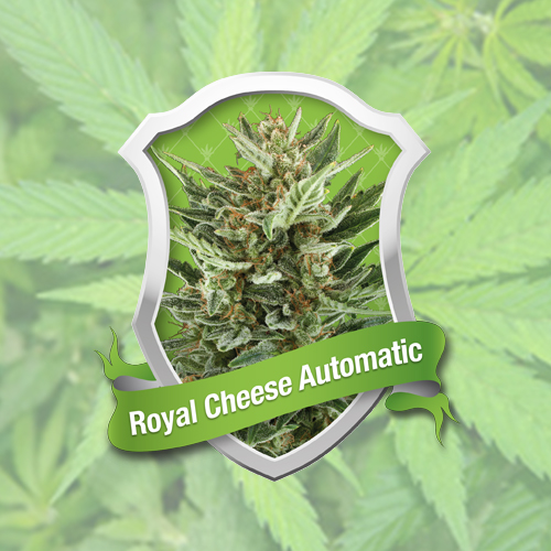 Royal Cheese Automatic - samokvitnúce semienka 10ks Royal Queen Seeds