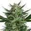 Quick One - samonakvétací semínka Royal Queen Seeds 5 ks