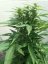 AutoDurban Poison®- autoflowering semienka 3ks Dutch Passion