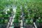 Hydroponic Cannabis Cultivation: How to Do It?