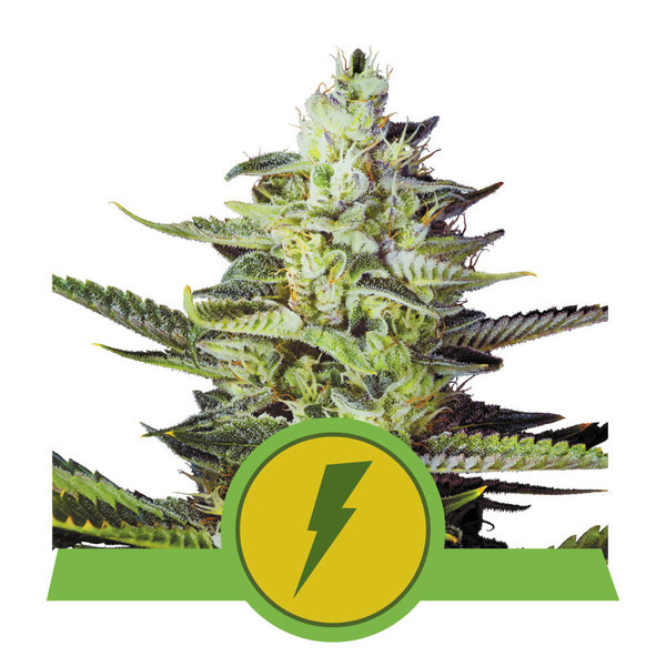 North Thunderfuck Automatic - autoflowering semínka 10 ks Royal Queen Seeds