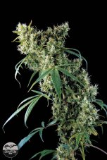 Super Silver Haze 3 ks feminizované semienka Dinafem