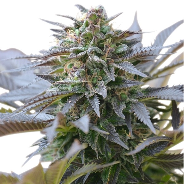 Blue Mystic - feminizovaná semínka 5 ks Royal Queen Seeds