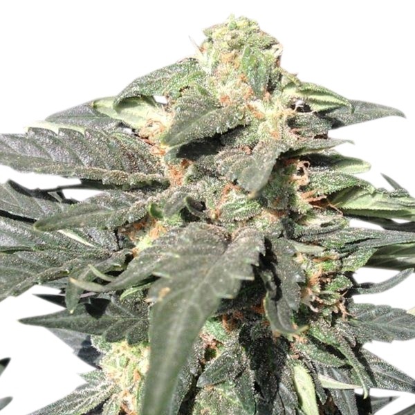 Royal Haze Automatic - fem. a autoflowering semienka 3ks Royal Queen Seeds