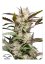 Mimosa Punch autoflower - nasiona feminizowane 7 szt Dutch Passion