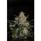 Auto White Berry - feminizovaná a samonakvétací semínka 5ks Paradise Seeds