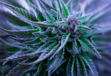 Lila Cannabis: eine faszinierende Welt voller bunter Erfahrungen