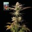 L.A. Peyote Kush - feminizované semienka konope 10 ks, Seedsman