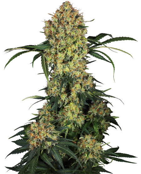 Aloha OG - feminizované semienka  konope 5 ks, Sensi Seeds