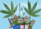 New Cannabis Varieties: 10 Best American Genetics
