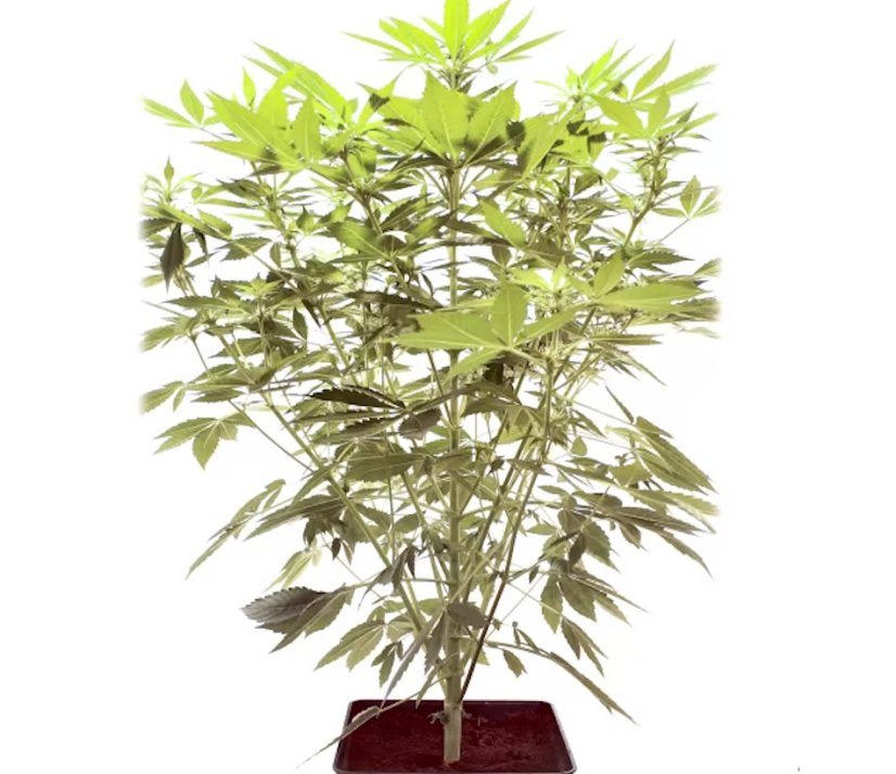 StarRyder autoflowering semínka 3ks Dutch Passion