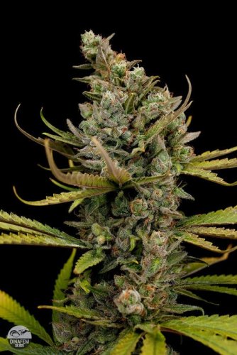 Cheese - 10 pcs of feminized Dinaf seeds