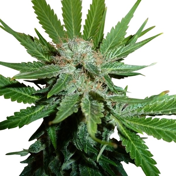 Royal Cheese (Fast Flowering)  - feminizovaná semínka 5 ks Royal Queen Seeds