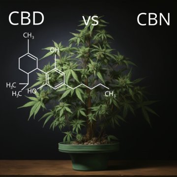 CBD VS. CBN: WIE UNTERSCHEIDEN SIE SICH UND WAS SIND IHRE WIRKUNGEN?