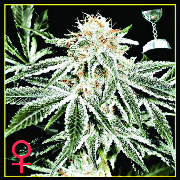 White Widow 5 ks (Indoor), feminizované semená Green House Seeds