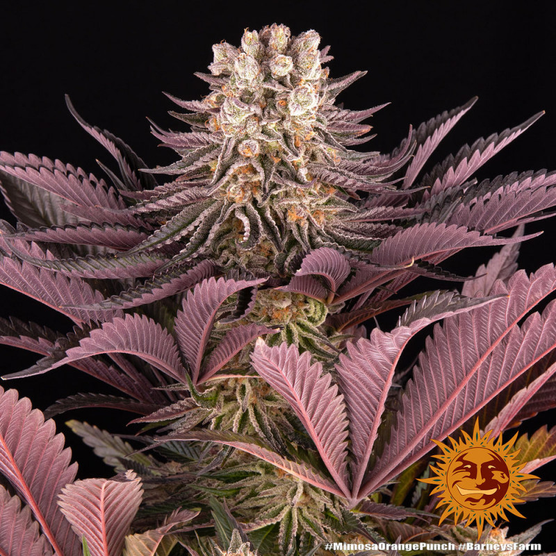 Mimosa X Orange Punch - feminizovaná semínka 5 ks Barney´s Farm