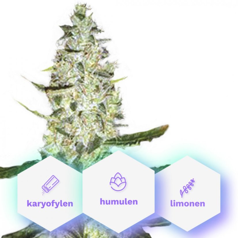 Auto Skunk One - selbstblühende Samen 3 Stück Cannapio