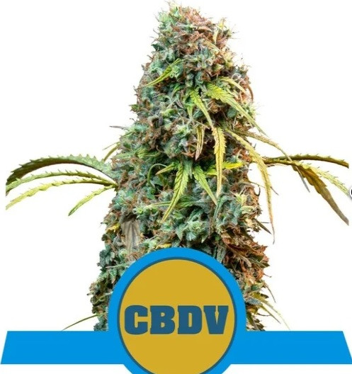 Royal CBDV Automatic - samonakvétací semínka 5 ks Royal Queen Seeds