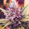 What are the best feminized cannabis seeds for 2019?