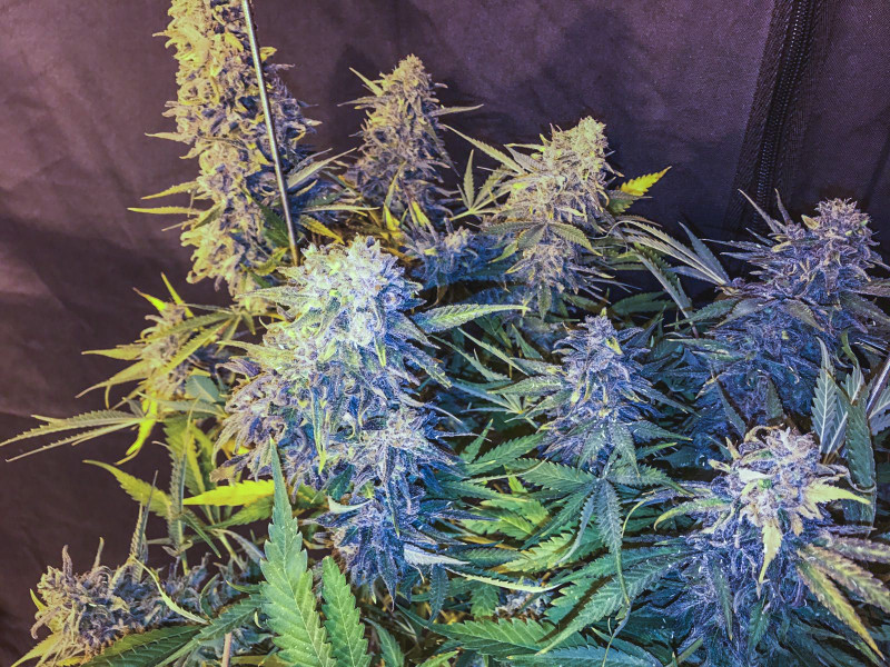 C99 x Blueberry Fast - feminizované semienka 5 ks Seedsman