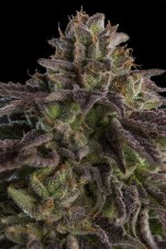 Ripper Seeds K-Mintz feminizované semená