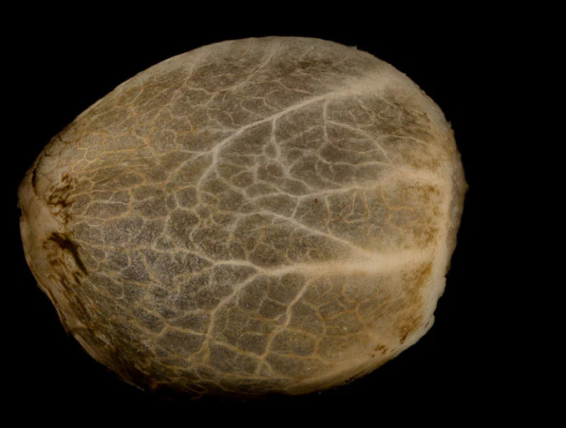 Critical + 2.0 - autoflowering seeds 5ks, Silent Seeds