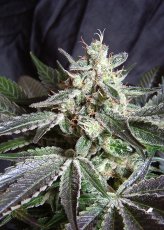 Black Jack Fast Version - feminizované semienka 3 ks Sweet Seeds