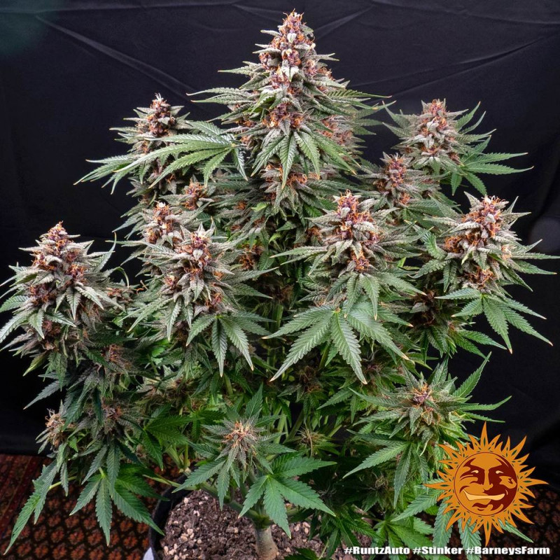 Runtz Auto - autoflowering semená marihuany 5 ks Barney´s Farm