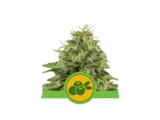 Haze Berry Auto - nasiona autofloweringowe 5szt, Royal Queen Seeds