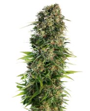 Hindu Kush - autoflowering Samen 10 Stück Sensi Seeds