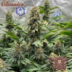 Buddha AK, 3 sztuki, Buddha Seeds