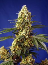 Strawberry Banana Gelato XL Auto - nasiona feminizowane 5 szt Sweet Seeds