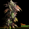 4 Cannabis Strains for Insomnia, for Better Sleep