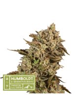 Apollo Black Cherry  - feminizované semená konope HumboldtXSeedstockers, 5 ks