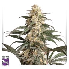 Black Lebanon - feminizovaná semena 3 ks Super Sativa Seed Club