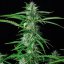 Sirup auto - feminizované semená, 3 ks, Buddha Seeds