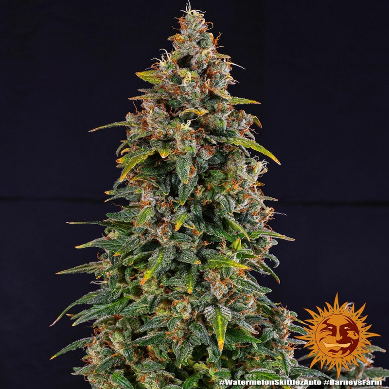 Watermelon Zkittlez Auto - autoflowering semena marihuany 10 ks Barney´s Farm