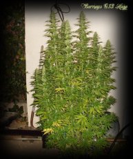 G13 Haze – feminizovaná semínka 10 ks Barney´s Farm