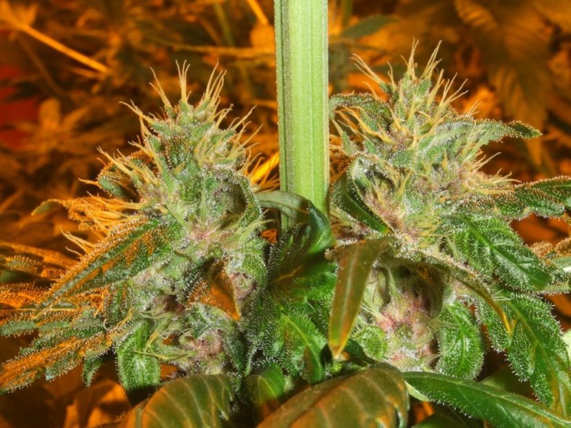 Blue Mystic - feminizovaná semínka 10 ks Royal Queen Seeds