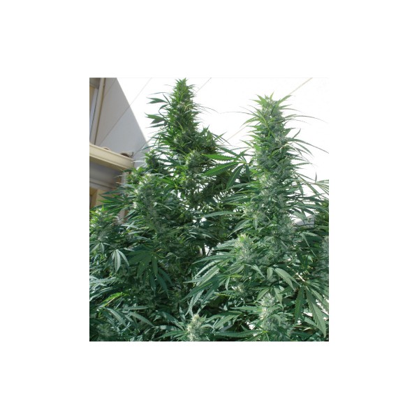 Pulsar  - feminizovaných semen 10 ks Buddha Seeds