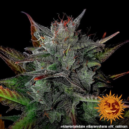Glue Gelato Auto - Autoflowering Marihuana Samen 10 Stück Barney's Farm