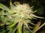 Sensi Star - 10ks feminizované semená Paradise Seeds