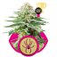White Widow - Feminized Seeds 10 pcs Royal Queen Seeds