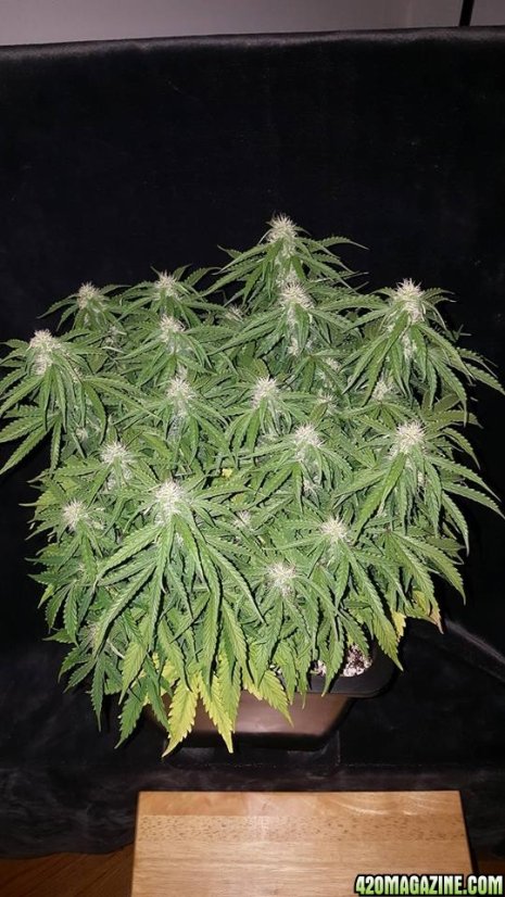 Blue Dream Auto - fem. a samonakvétací semienka 3ks Humboldt